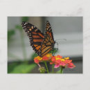 Search for lantana postcards Butterflies
