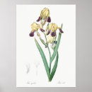 Search for vintage spring flowers posters Botanical