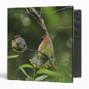 Search for oregon binders Wildlife