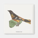 Search for oriole magnets Icterus galbula