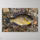 Recherche de ensoleillé posters Pêche