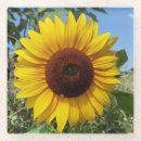 Search for sunny coasters Bright