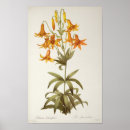 Recherche de illustration botanique posters Lis