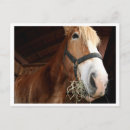 Recherche de visage de cheval cartes postales Animal