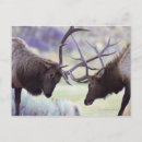 Search for conflicts postcards Animal