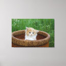 Search for long hair canvas prints Cat