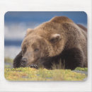 Search for ursus arctos electronics Carnivore