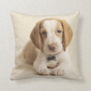 Recherche de chiot de beagle coussins Chien