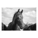 Search for black stallion horse posters Animal