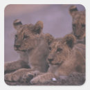 Search for three lions stickers Wildlife