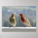Search for finches posters Cute