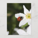 Recherche de anémone cartes postales Été