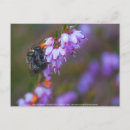 Search for soft horizontal postcards Purple