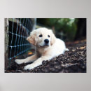 Recherche de labrador painting art Pet