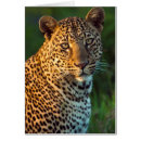 Recherche de espèce menacée cartes postales Image couleur