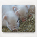Search for piglets mousepads Pigs