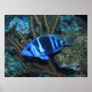 Search for hamlet Photography