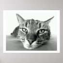 Recherche de le face posters Chat