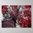Search for limb photography Branches
