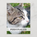 Search for add image postcards Pet