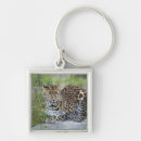 Search for panthera keychains Nature
