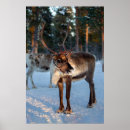 Recherche de reindeer posters Photographie