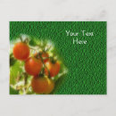 Recherche de tomate cerise cartes postales Jardin