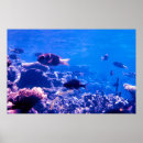 Search for reefs posters Dive
