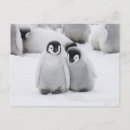 Search for cute penguin chick postcards Wildlife