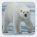 Search for polar stickers Adult