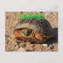Search for shells horizontal postcards Wildlife