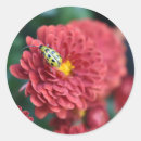 Search for insects stickers Red