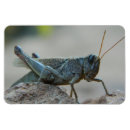 Recherche de sauterelle magnets Insecte