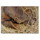 Search for pig cutting boards Cute