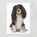 Recherche de cavalli cartes postales Cavalier roi charles