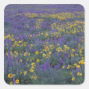 Search for lupine stickers Meadow
