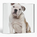 Search for english bulldog office supplies Animal