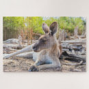 Recherche de kangourou puzzles Marsupial