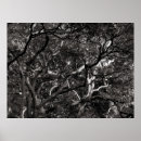 Recherche de maple tree posters Leaves