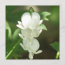Search for bleeding heart invitations Flower