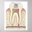 Recherche de soins dentaires posters Médical