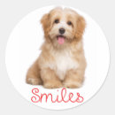 Search for havanese dog stickers Puppy