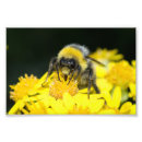 Recherche de macro de fleur posters Jaune