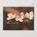 Recherche de dogwood cartes postales Arbres