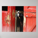 Search for farm humour posters Barnyard