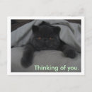 Search for thinking cat postcards Cats