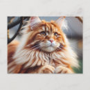 Recherche de maine coon cartes postales Moelleux