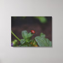 Search for ladybug canvas prints Insect