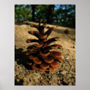 Search for pinecones posters Tree