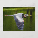 Search for great blue postcards Nature